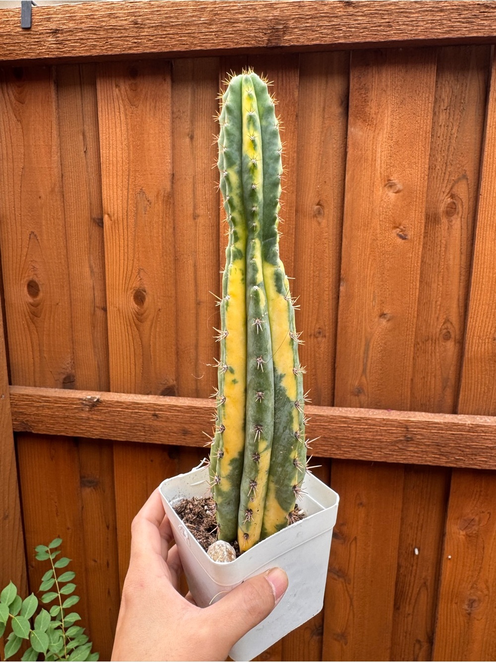 Variegated Green and Yellow Rare Cactus